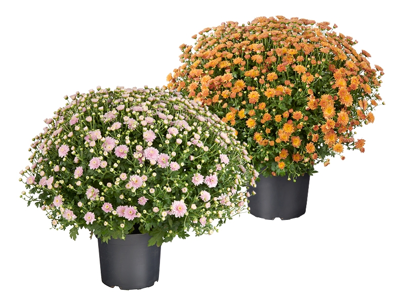 Chrysant 40 cm potmaat 19 cm