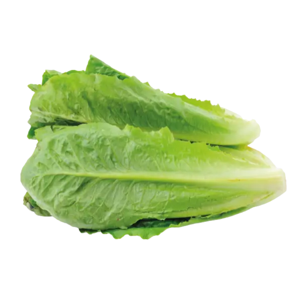 [26003] Romeinse sla