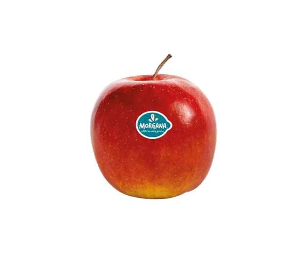 [55017] Appels Morgane