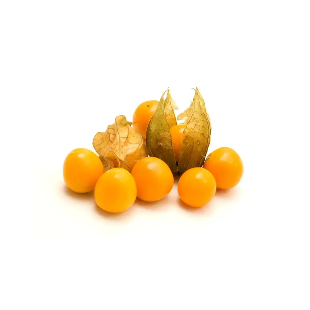 Physalis