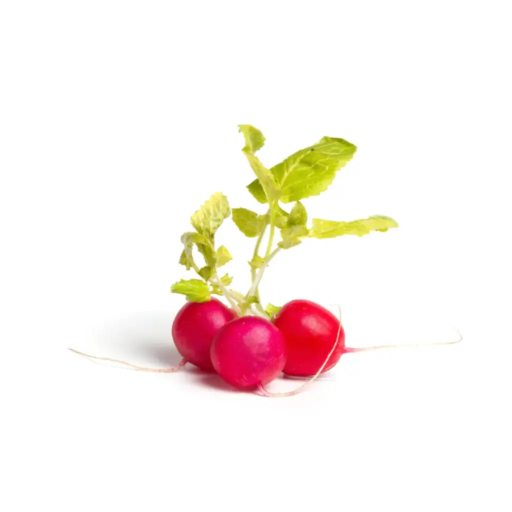 Radijs Rood