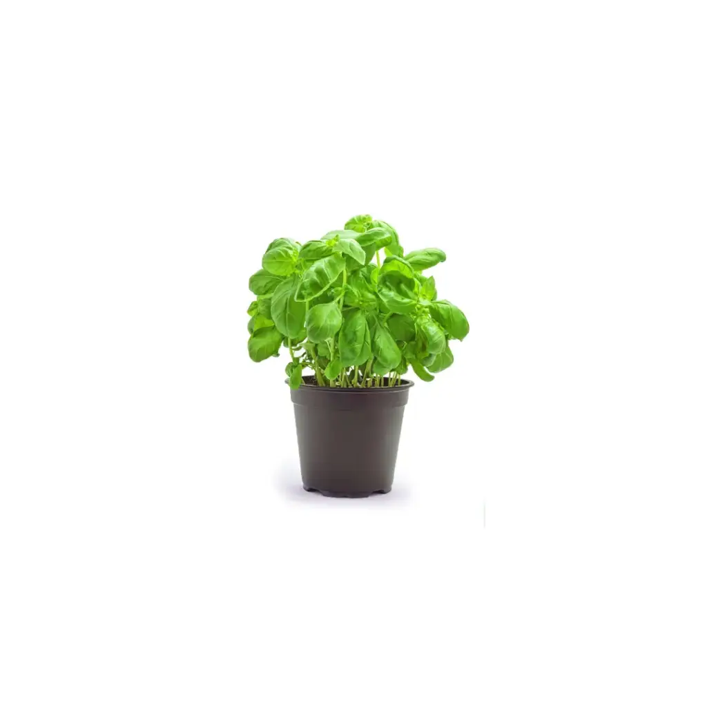 [11350] Basilicum