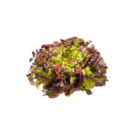 [26001] Eikenbladsla Rood