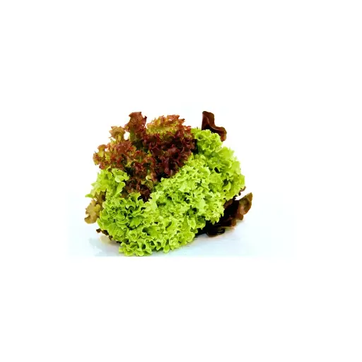 [11310] Tricolor Sla