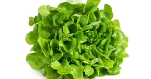 Eikenbladsla Groen